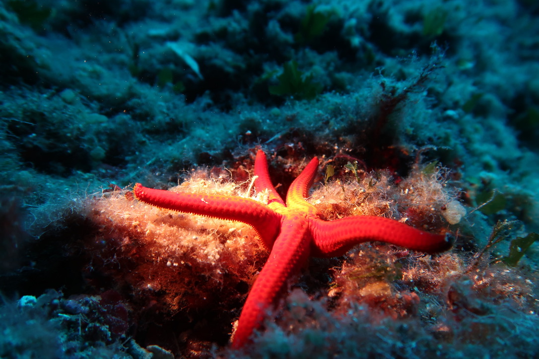 We Shall Sea Amorgos Diving Center - Amorgos, Cyclades Greece